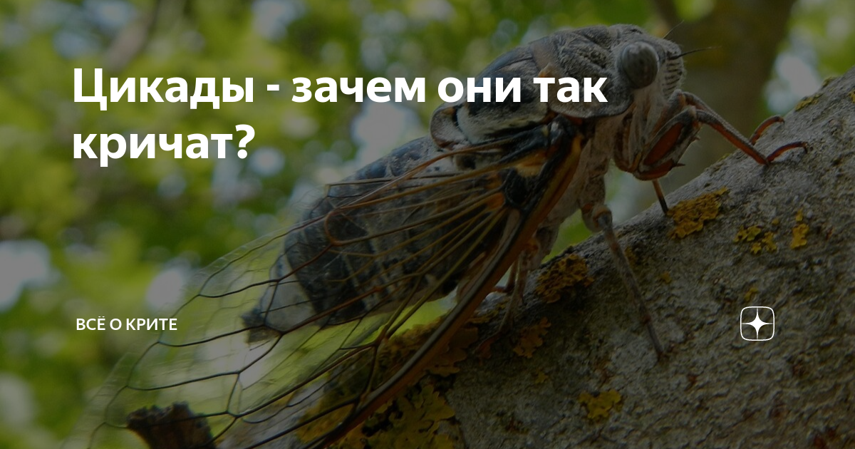цикада лягушка. цикада на руке. шоубацзянь "цикада. цикады почему билан. цыкат жук.