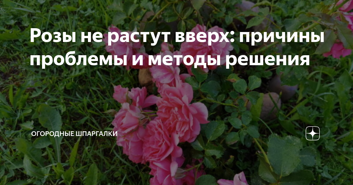 Что делать, если розы не растут?