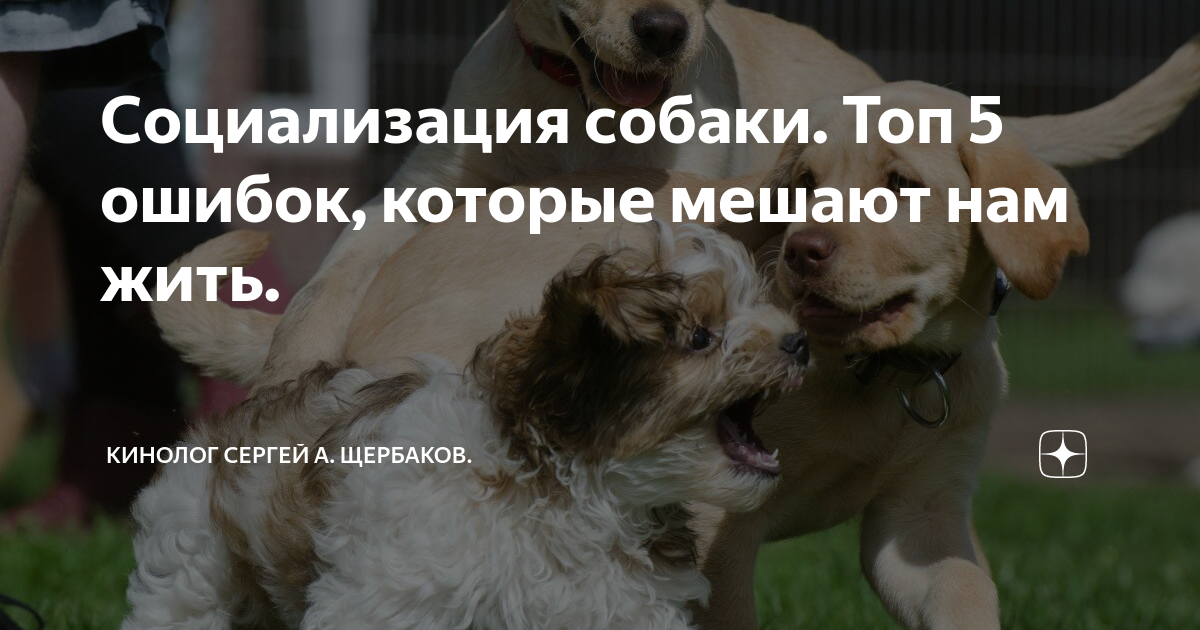 Как социализировать собаку