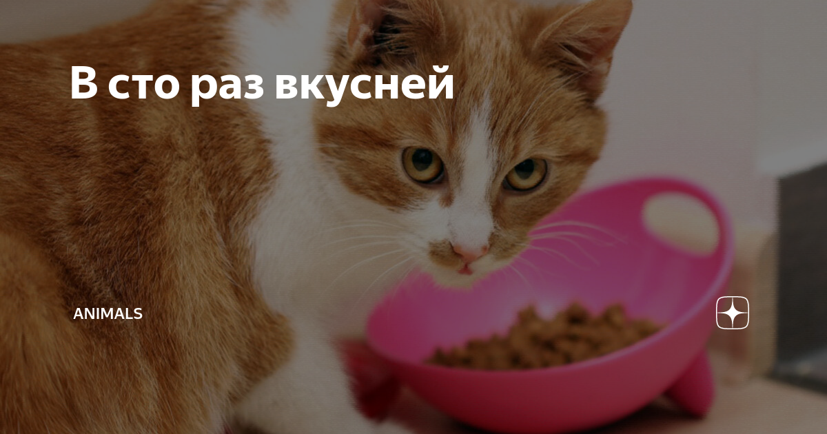 В сто раз вкусней | Animals | Дзен
