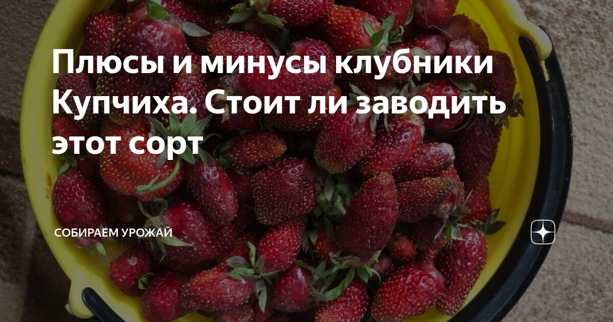 Плюсы и минусы клубники Купчиха. Стоит ли заводить этот сорт | Собираем ...