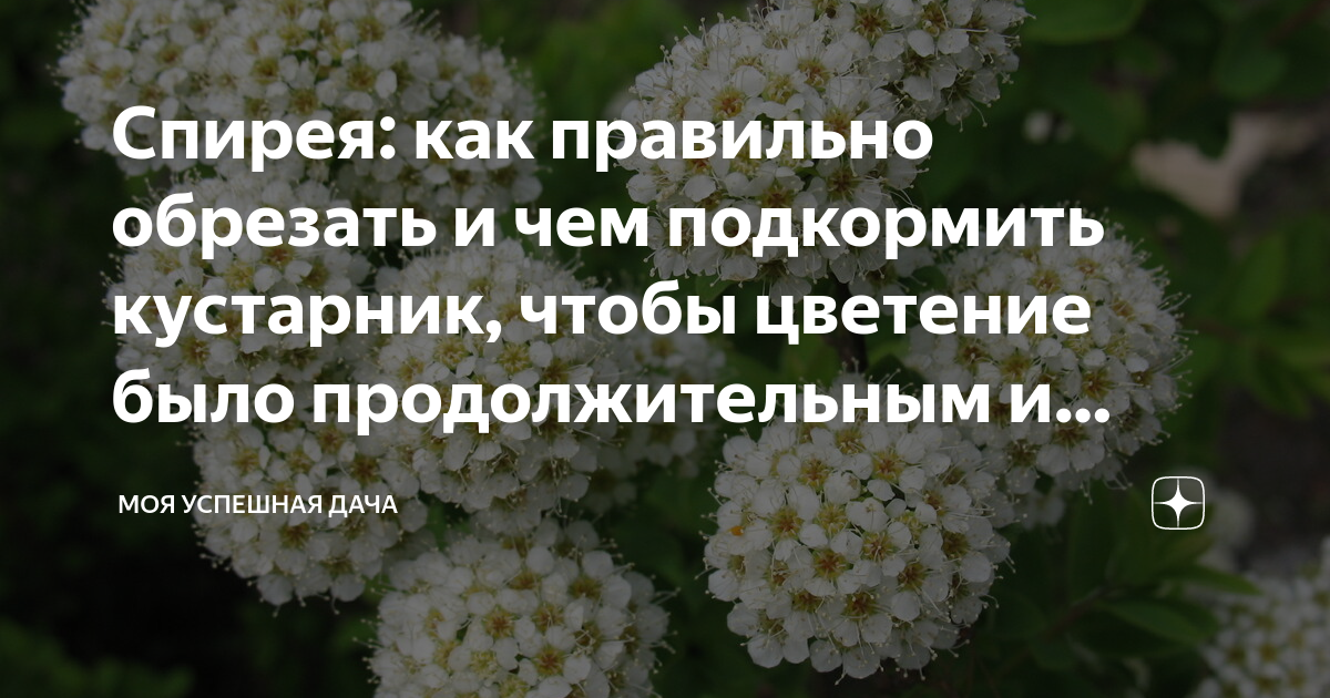 Чем подкормить спирею. Спирея обрезка под шар. Спирея как вывести. Спирея летом после цветения.