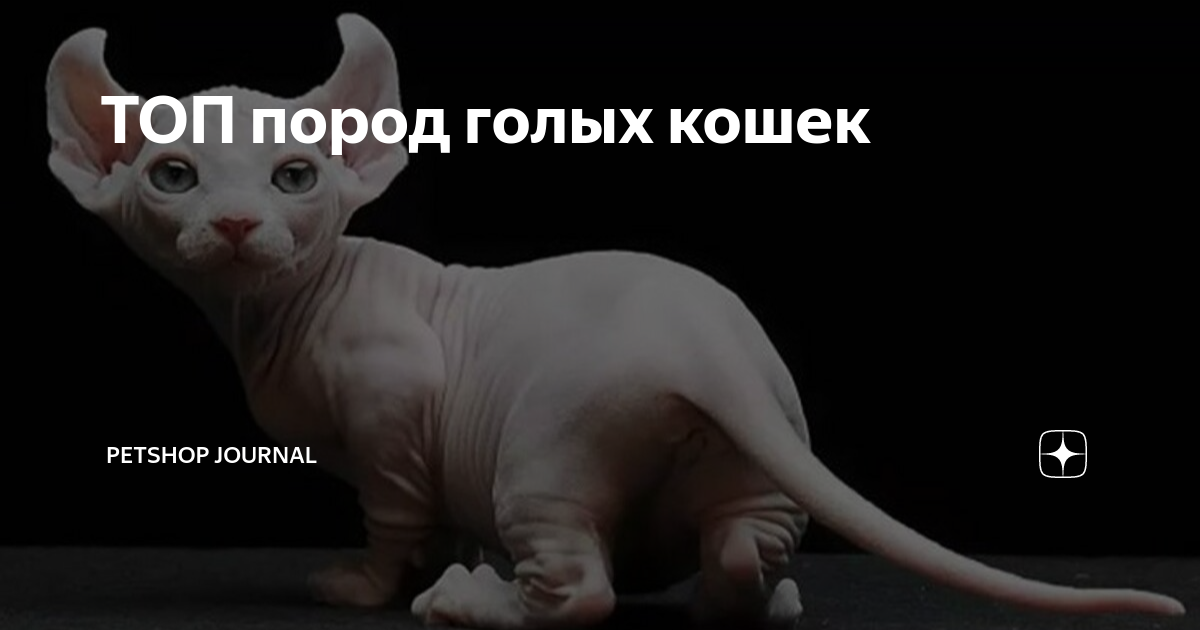 Dwarf Cats Hairless cat, Cat breeds, Dwarf cat
