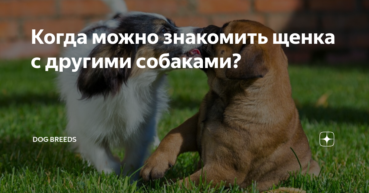 Когда можно знакомить щенка с другими собаками? | Dog Breeds | Дзен