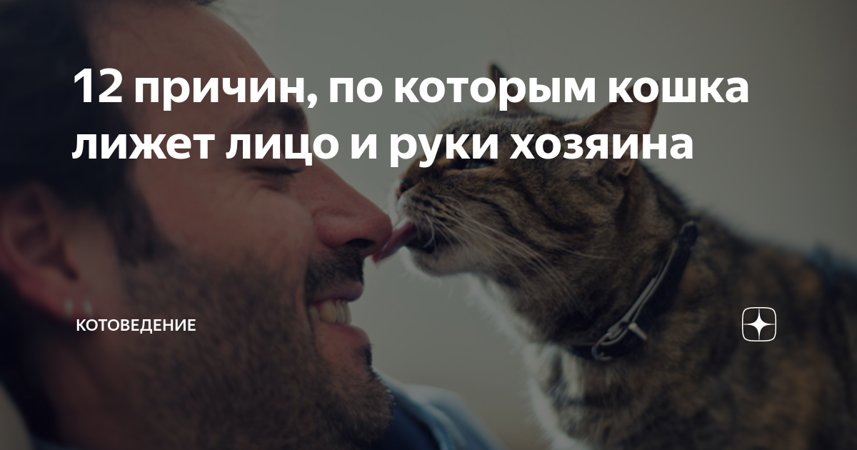 Что значит если кот облизывает. Кот лижет руку хозяина. Кошка лижет руку. Зачем кошки облизывают людей.