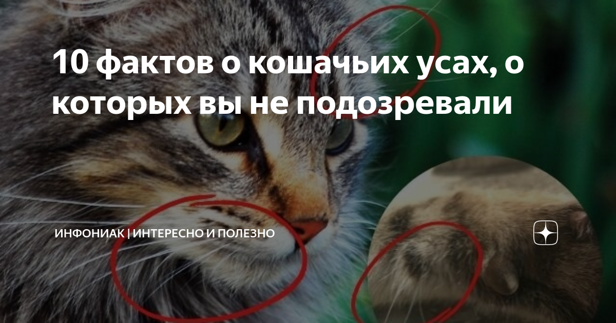 Кошачий ус в кошельке приметы