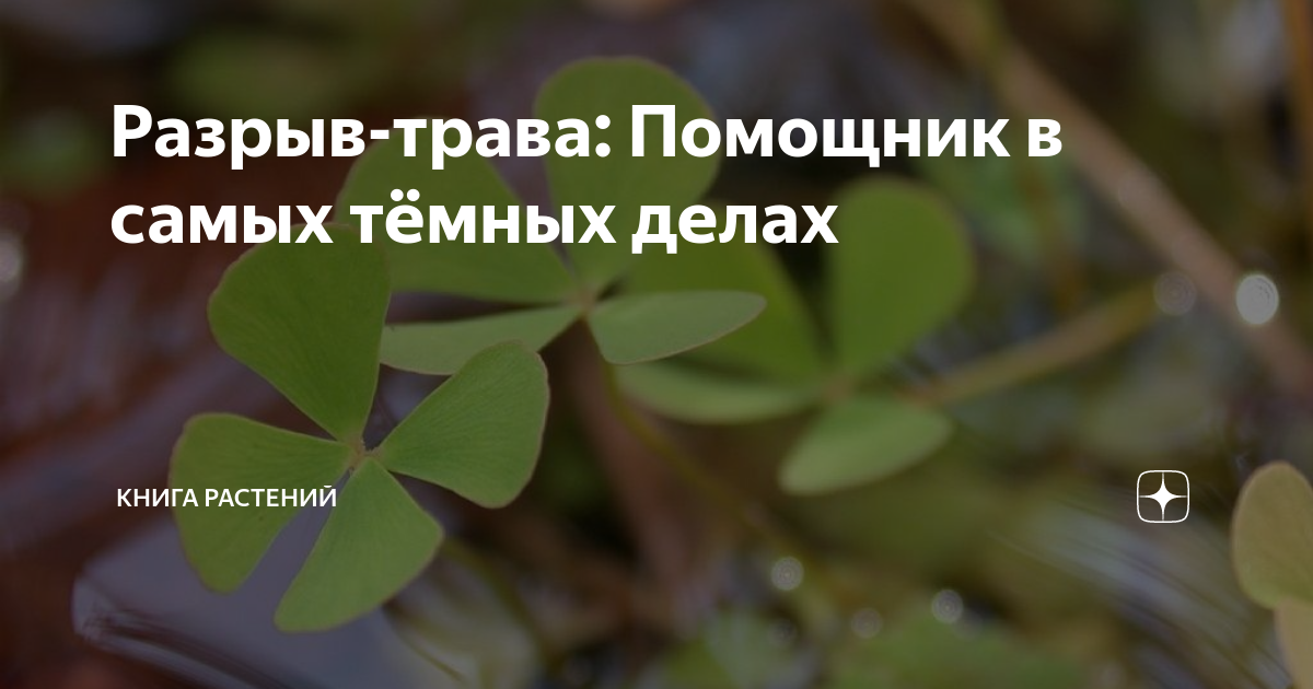 Разрыв-трава: Помощник в самых тёмных делах | Книга растений | Дзен