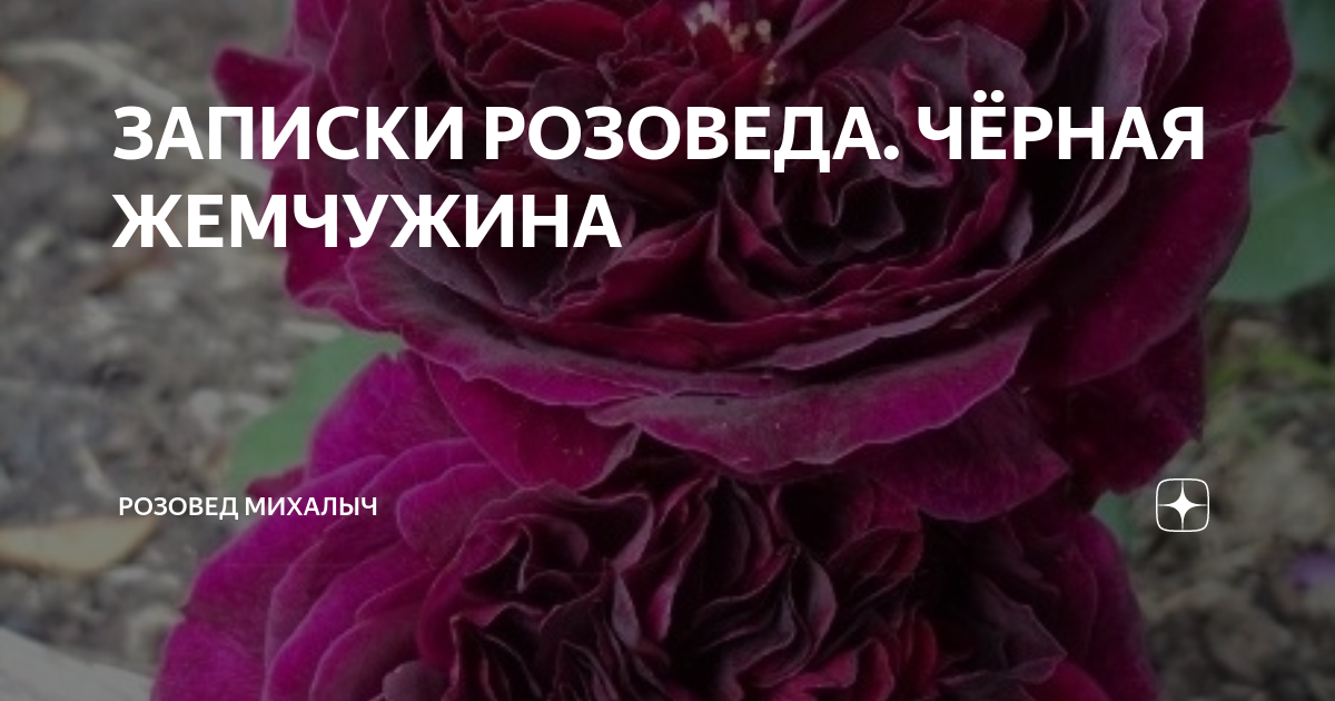 роза принцесса мейко. розовед михалыч. роза декор арлекин фото. розовед михалыч каталог роз. роза жанелли.