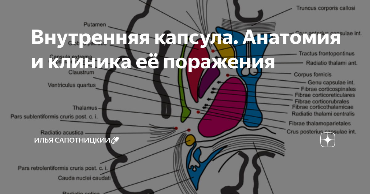 Внутренняя капсула головного мозга(capsula interna)