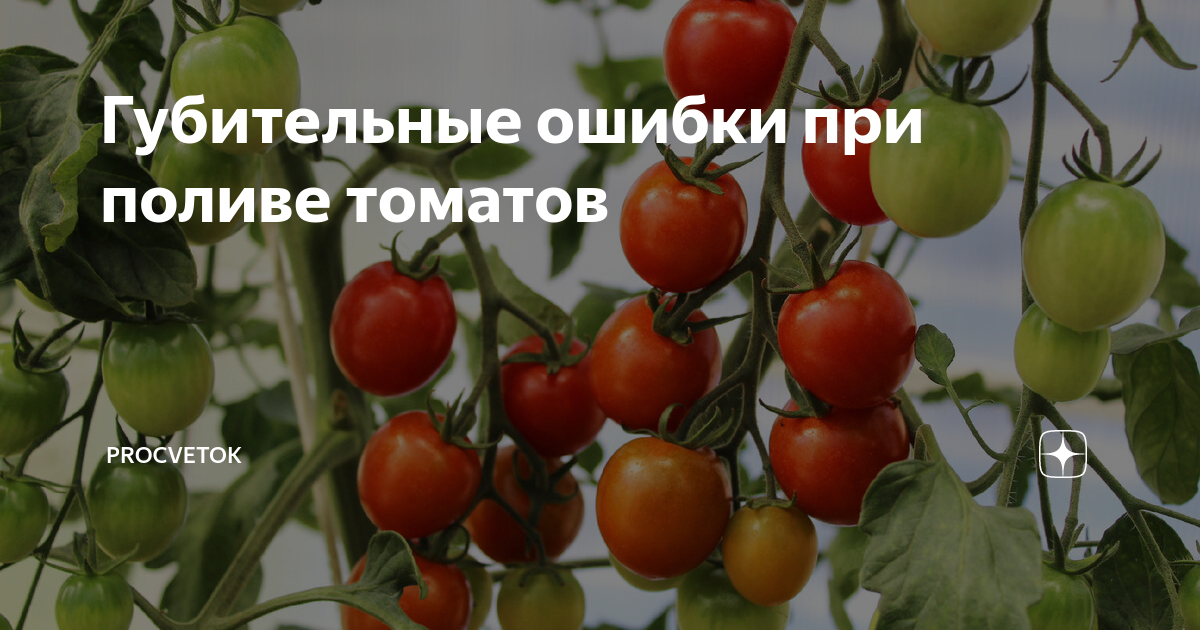 Губительные ошибки при поливе томатов | Procvetok | Дзен