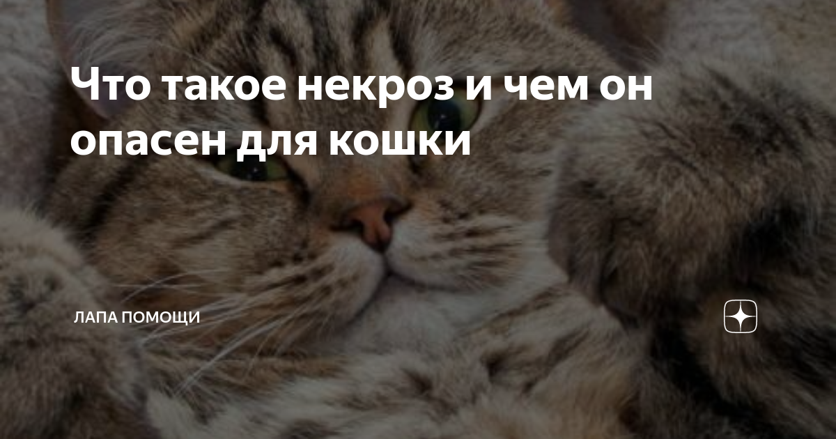 Что такое некроз и почему он опасен для кошек: возможные причины, симптомы и лечение