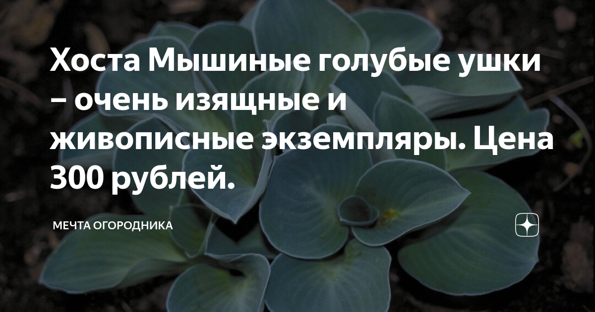 Хоста Мышиные голубые ушки – очень изящные и живописные экземпляры ...