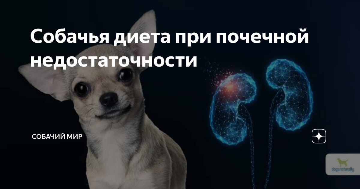Питание при стафилококкозе собак: принципы диетотерапии