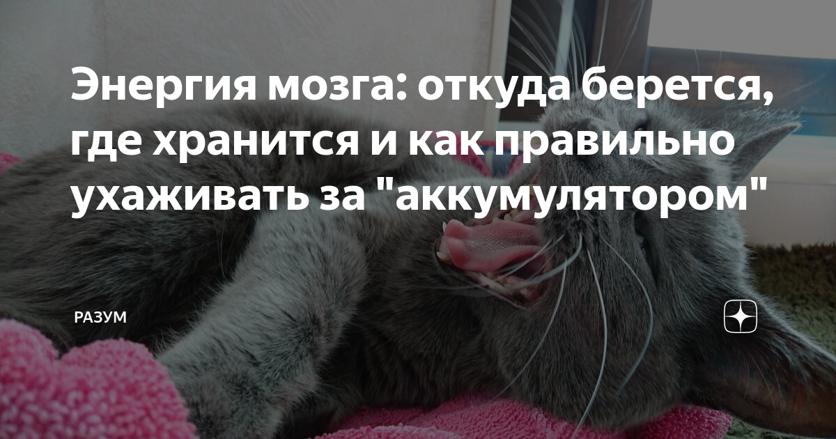 Энергия мозга: откуда берется, где хранится и как правильно ухаживать ...