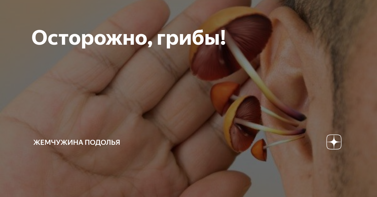 Осторожно, грибы! | "Жемчужина Подолья" Подольск | Дзен