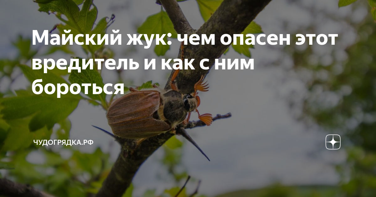 Майский жук: чем опасен этот вредитель и как с ним бороться ...