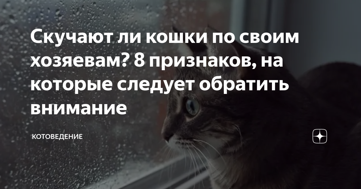 Кот оскар предсказывает смерть. Котоведение. Котоведение дзен. Котоведение дзен. Практическое котоведение.