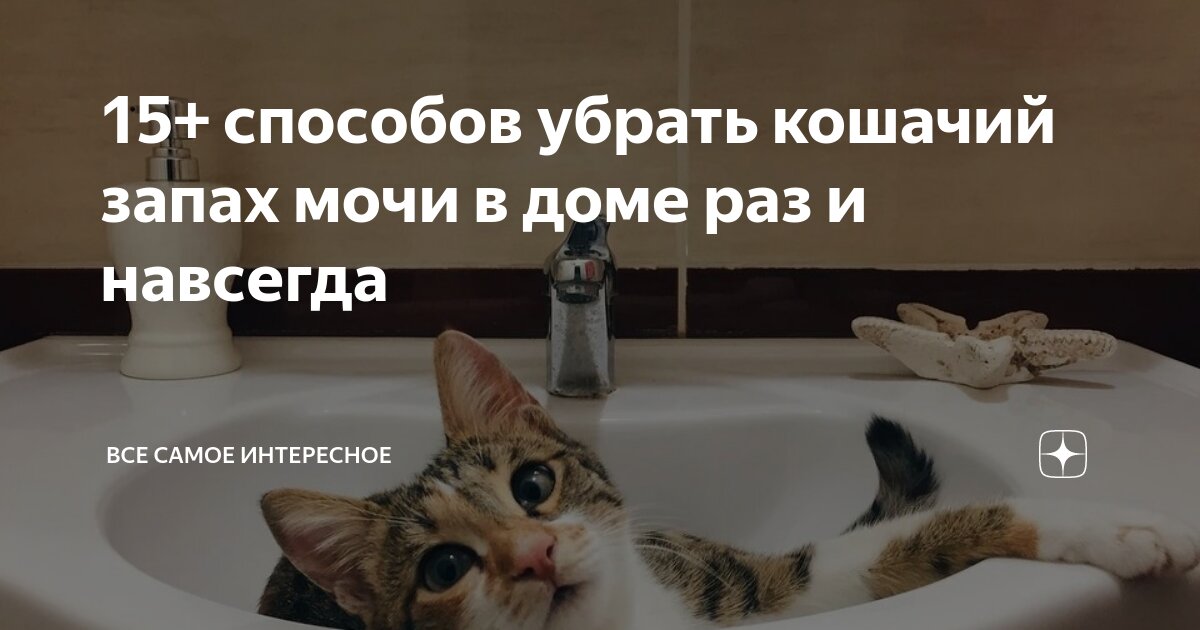 Как избавиться от запаха кошачьей мочи в квартире: способы | Royal Canin