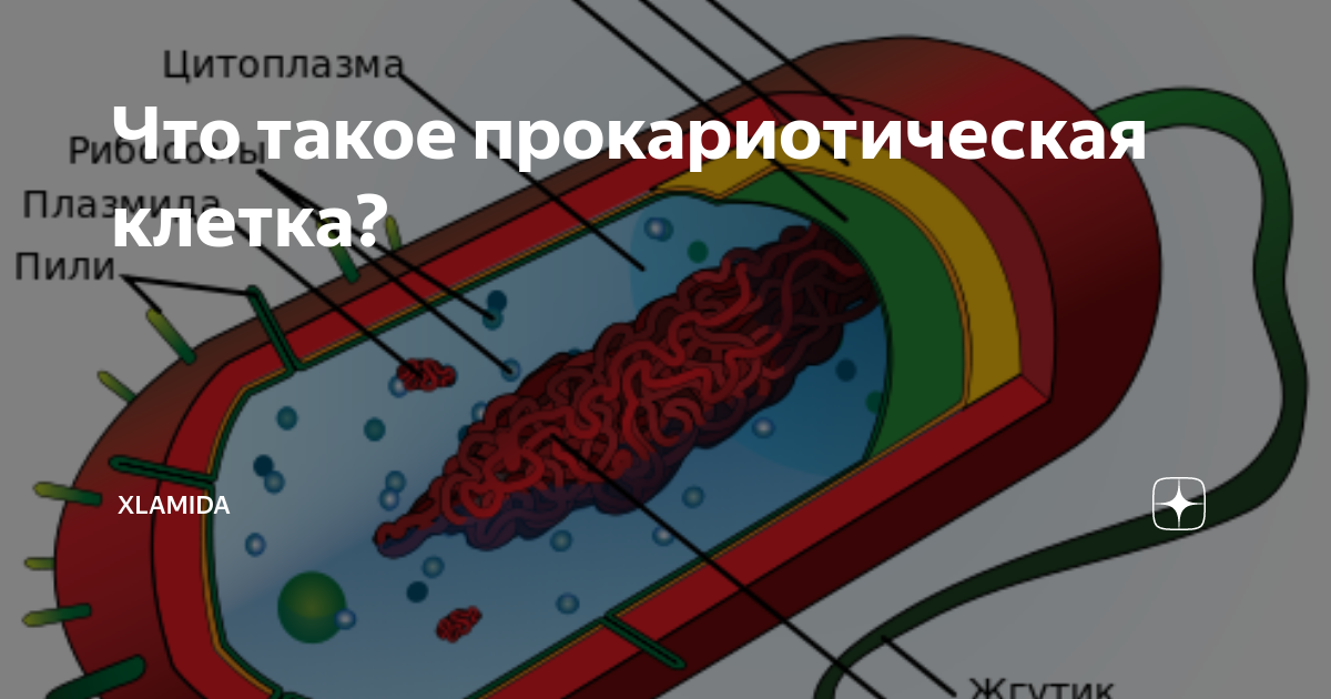 Размер прокариотической клетки. Размер прокариотической клетки