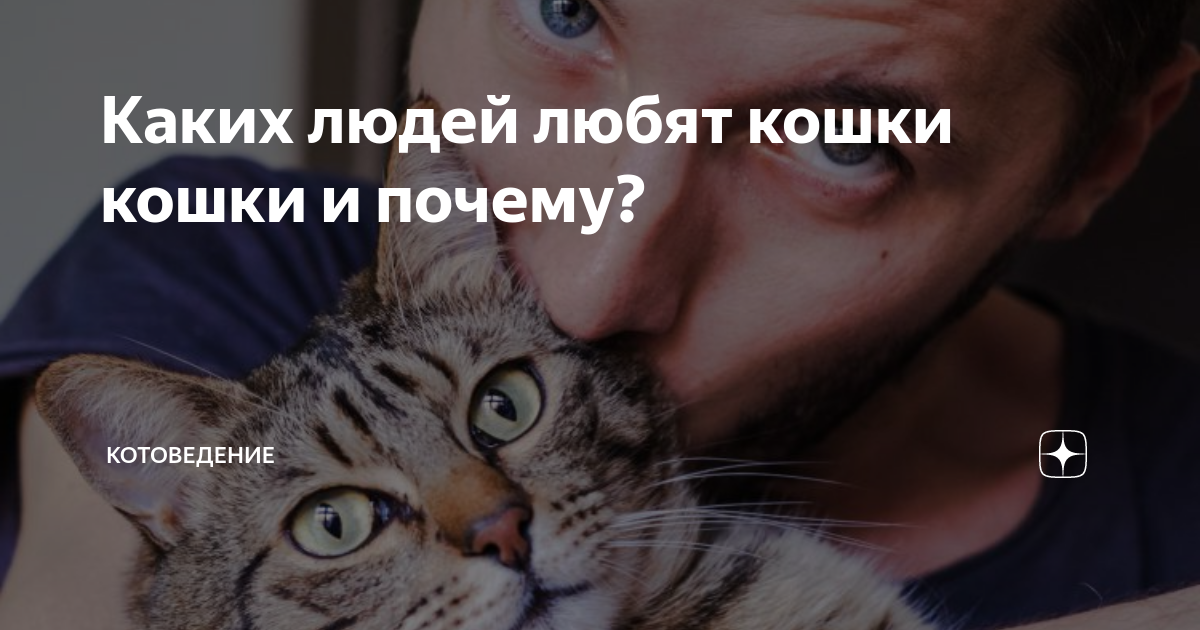 Каких людей любят кошки кошки и почему? | КотоВедение | Дзен