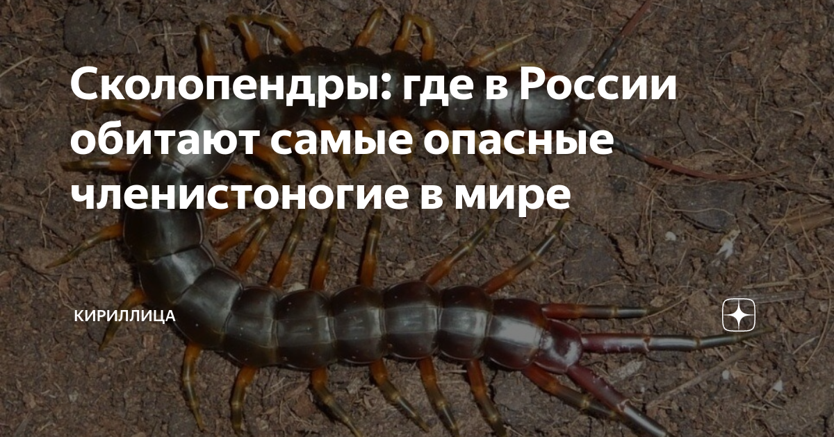 кокосовый краб паук. членистоногие трилобиты. фрин дамон изменчивый. трилобиты вымершие членистоногие. лопастехвостая сколопендра.