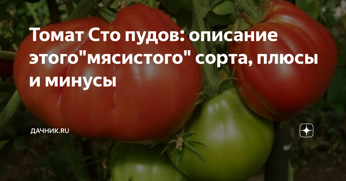 Томат сто пудов отзывы урожайность характеристика