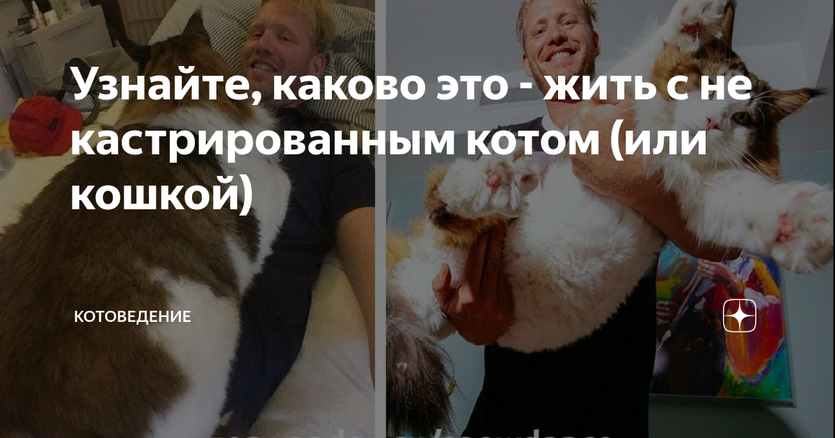 сколько лет живут не кастрированные коты