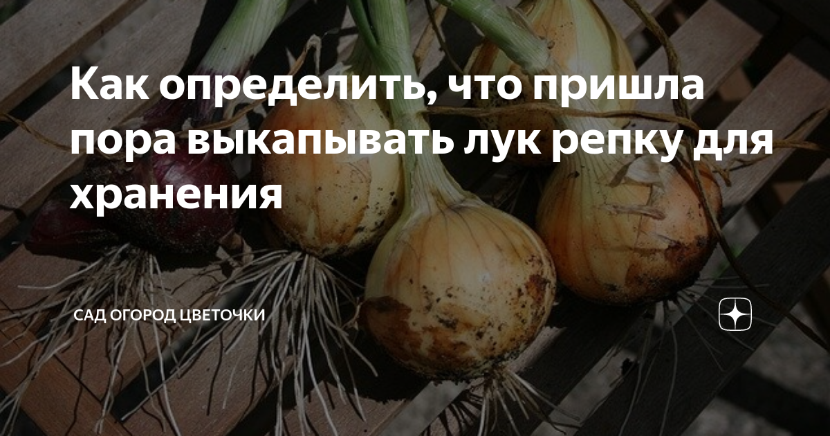 Когда выкапывать лук в этом году. Когда выкапывать лук в этом году