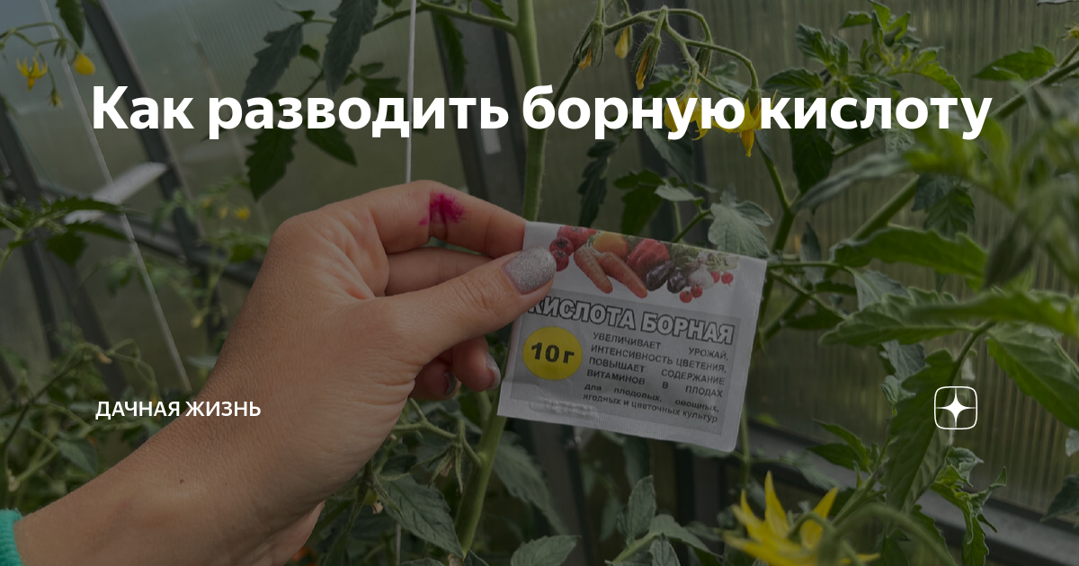 Как разводить борную кислоту | Агроном по защите растений | Дзен