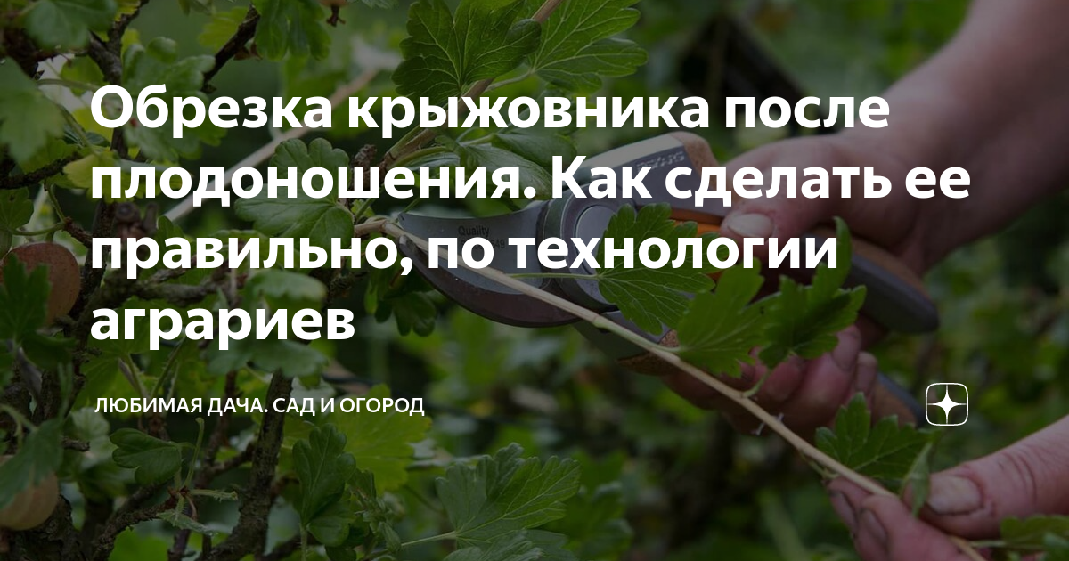 Крыжовник после сбора урожая что делать. Обрезка крыжовника. Обрезка крыжовника когда и как правильно ее делать.