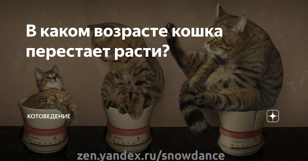 В каком возрасте кошка перестает расти? | КотоВедение. Зоопсихолог Юлия ...