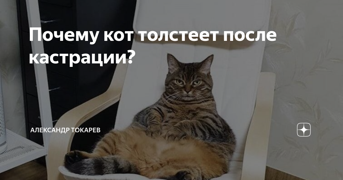 Коты после кастрации: что нужно знать о процедуре