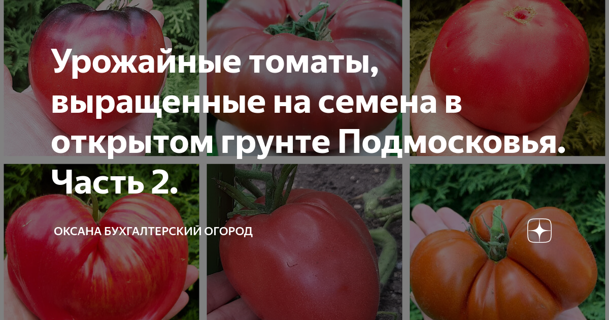 томат гаргантюа семена