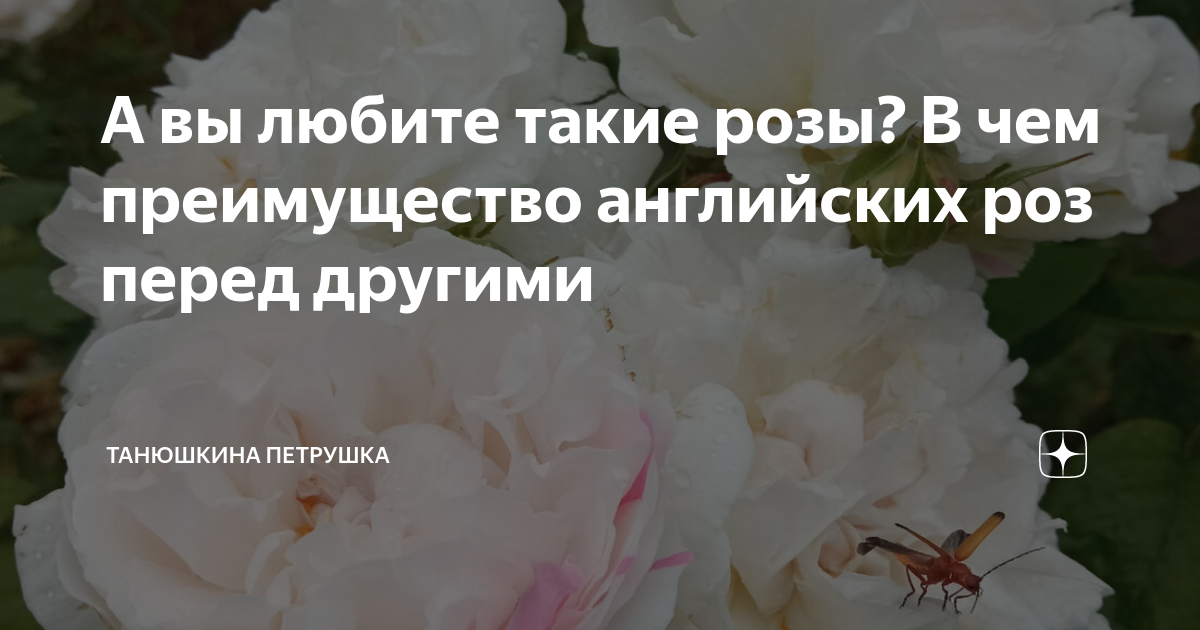 я просила на свиданье синих роз на английском