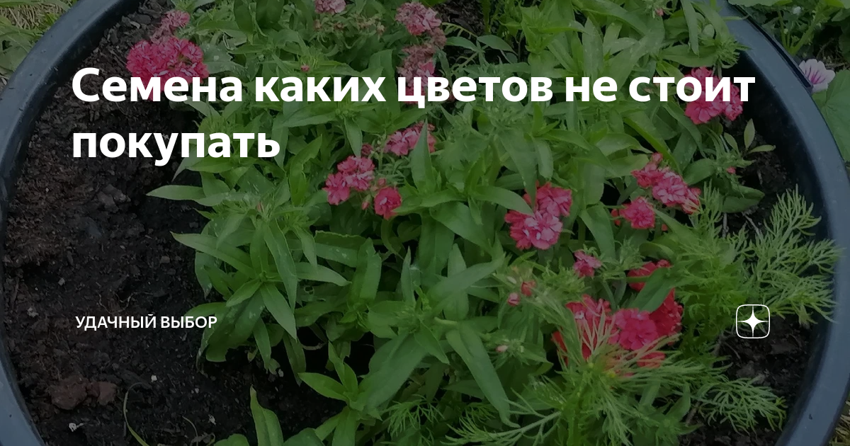 Семена каких цветов не стоит покупать | уДачный выбор | Дзен