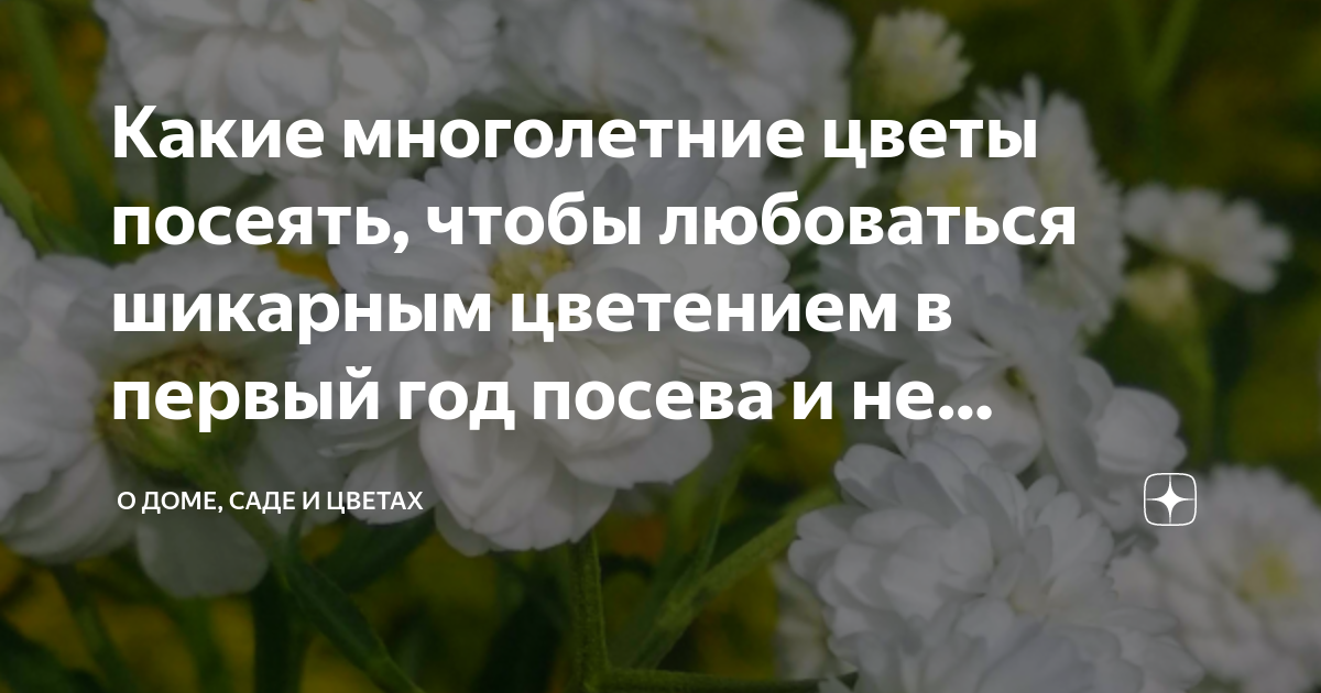 Какие многолетние цветы посеять, чтобы любоваться шикарным цветением в ...