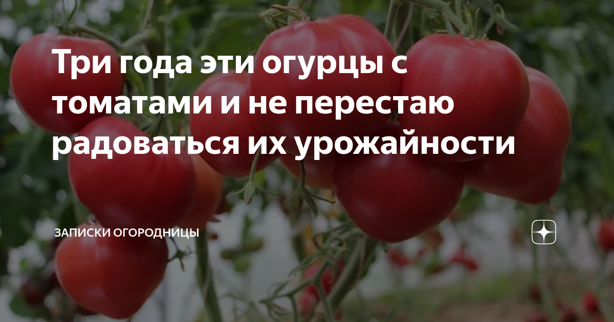 Три года эти огурцы с томатами и не перестаю радоваться их урожайности ...