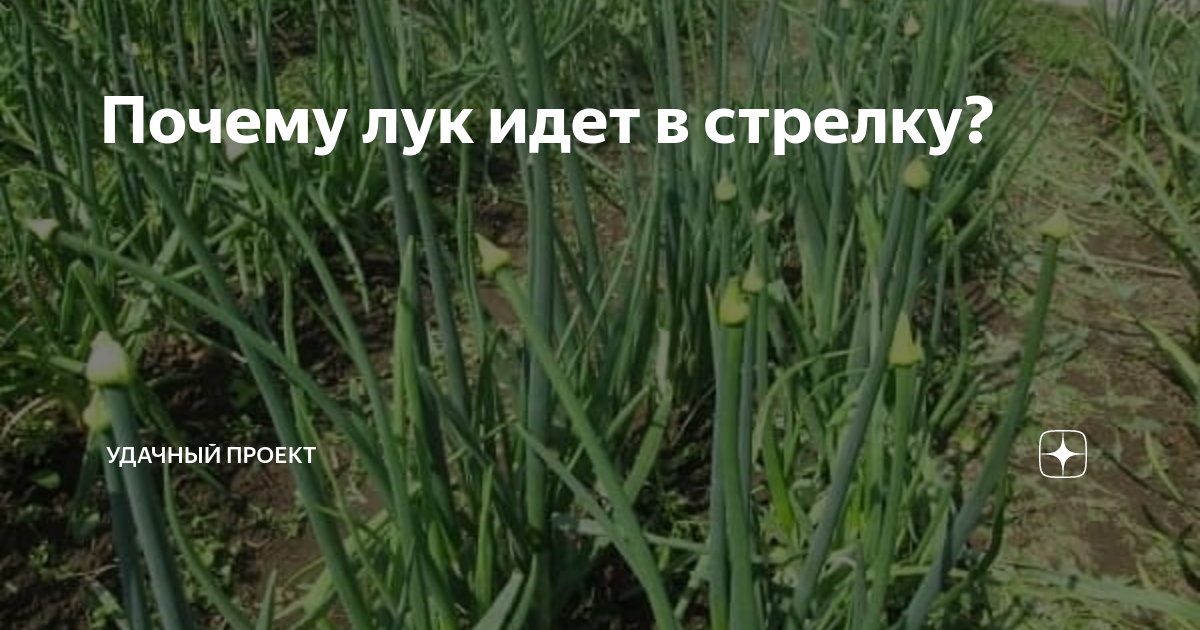 Чтобы лук не пошел в стрелку. Почему лук идёт в стрелку. Что значит лук пошел в стрелку. Иду за луком
