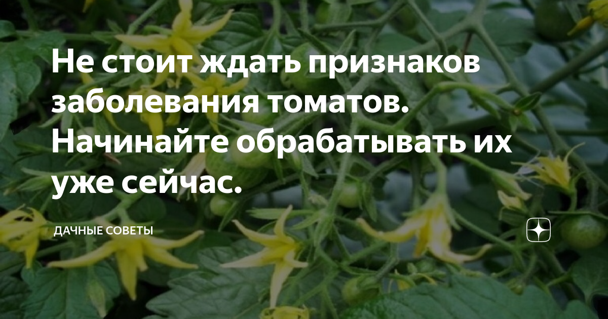 Бор для томатов опрыскивание. Чем полить томаты для завязи. Завязь помидор. Борная кислота для томатов и огурцов. Чем полить томаты для завязи.