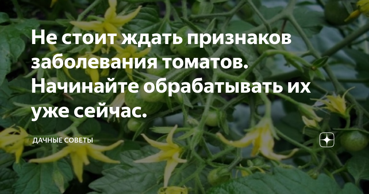 Чем подкормить помидоры в период цветения. Подкормка томатов во время цветения. Томаты во время цветения. Чем подкормить помидоры во время цветения в теплице. Подкормка помидор во время цветения.