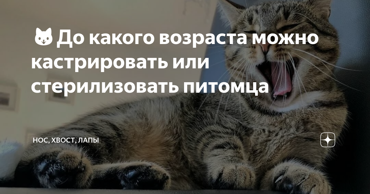 🐱До какого возраста можно кастрировать или стерилизовать питомца | Нос ...