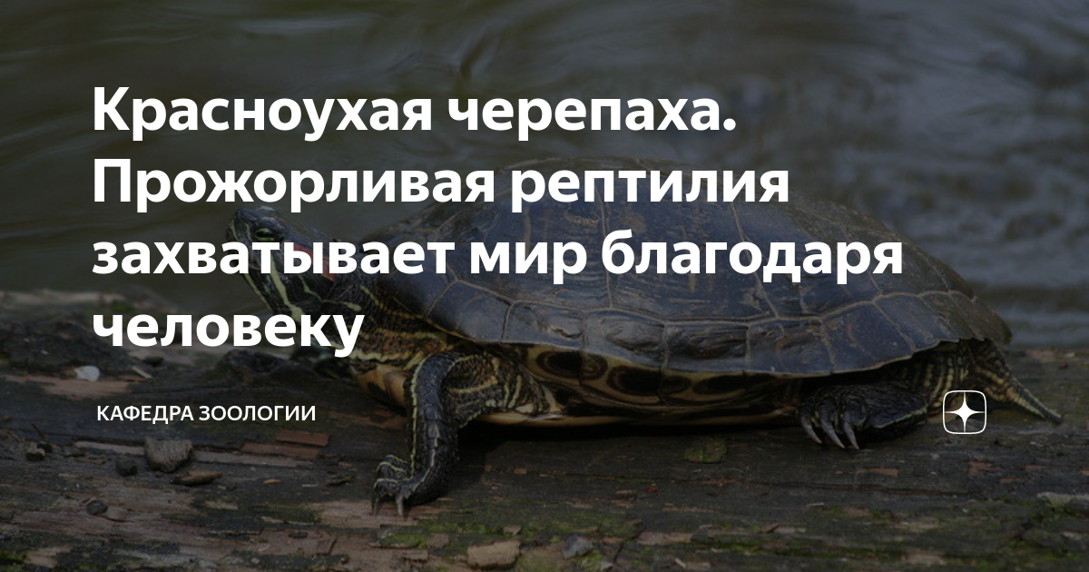 крупная хищная рептилия 9 букв