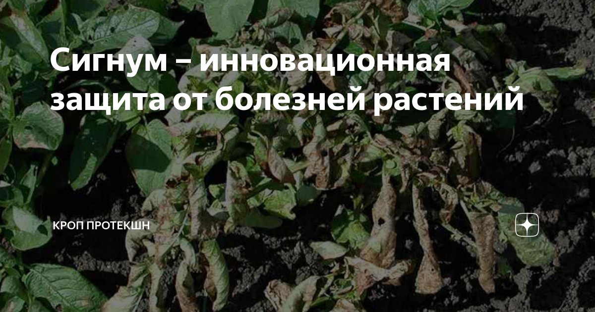 Сигнум – инновационная защита от болезней растений