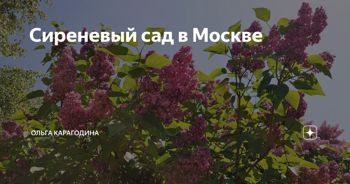 Сиреневый сад москва карта