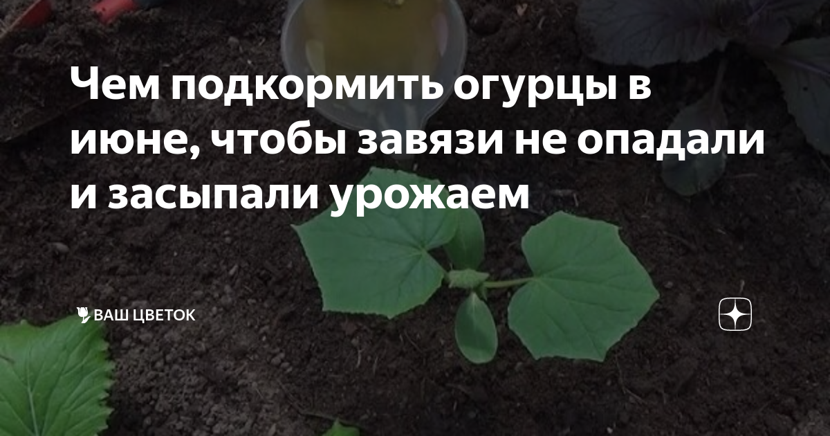 Чем подкормить огурцы для хорошей завязи