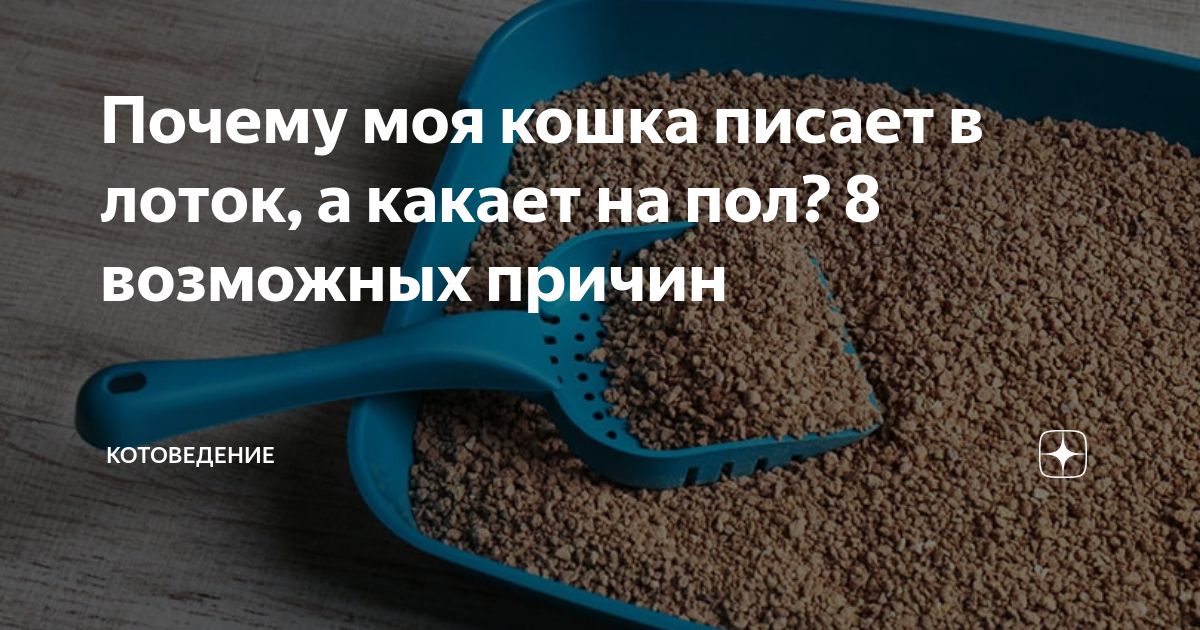 Ваша кошка писает мимо лотка?