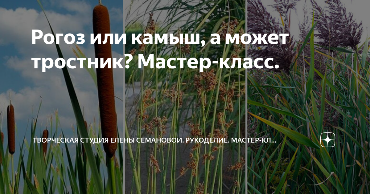 Камыш, рогоз или тростник: какие растения занесены в Надзорный список Красной книги Москвы