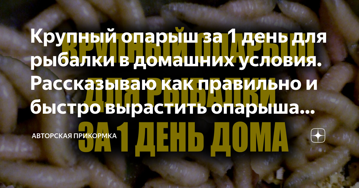 Как сделать опарыша для рыбалки. Как вырастить опарыша в домашних условиях для рыбалки. Как выращивают опарышей для рыбалки. Как вырастить опарыша в домашних. Выращивание опарыша в домашних условиях для рыбалки.