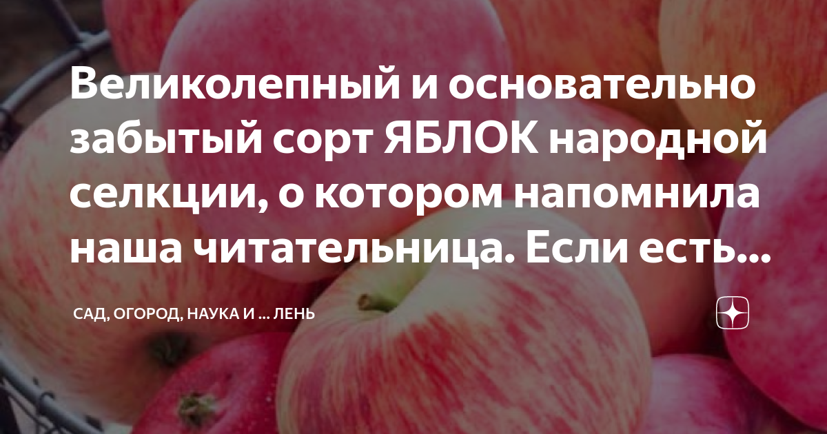 Яблоня народное описание отзывы. Яблоня народное описание. Калюмбасик два яблочка.