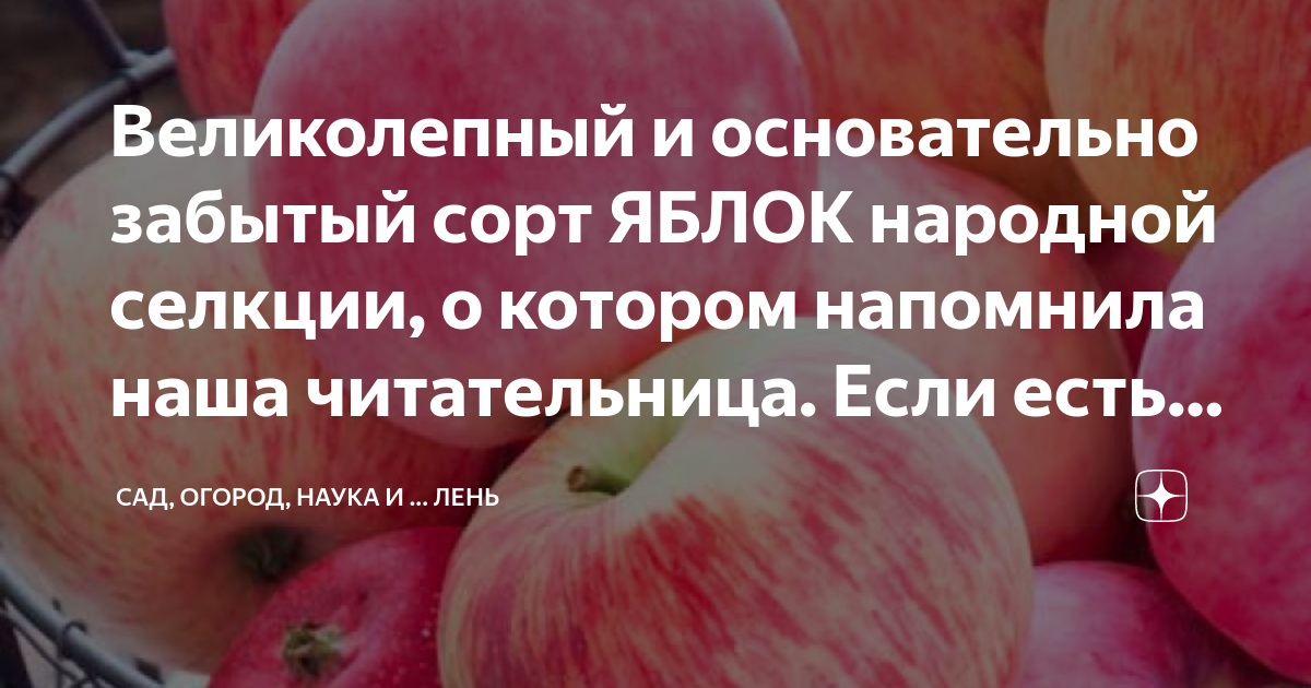 Яблоня народная описание сорта. Яблоня народное описание. Калюмбасик два яблочка.